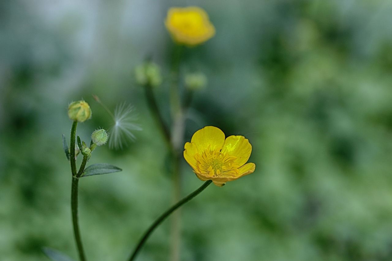 flower  spring flower  nature free photo