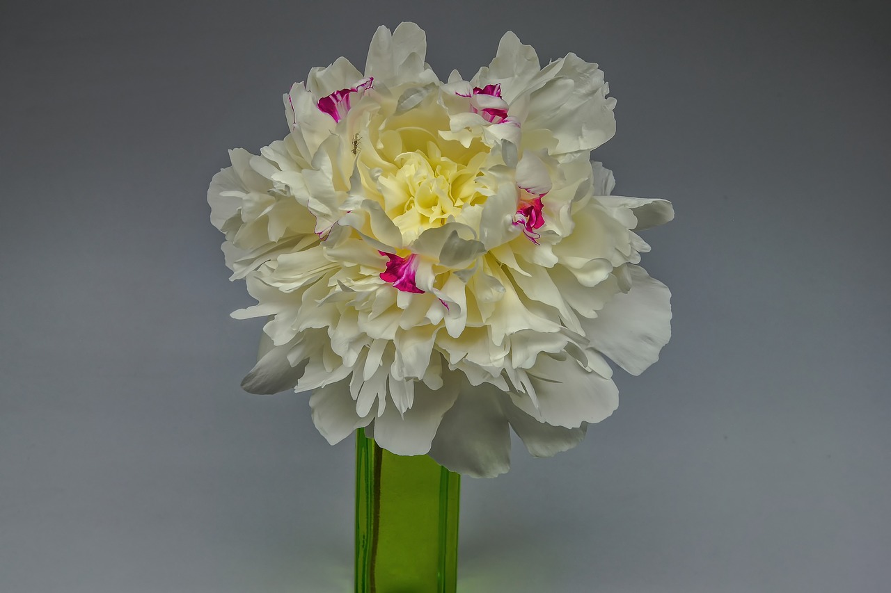 flower  peony  blossom free photo