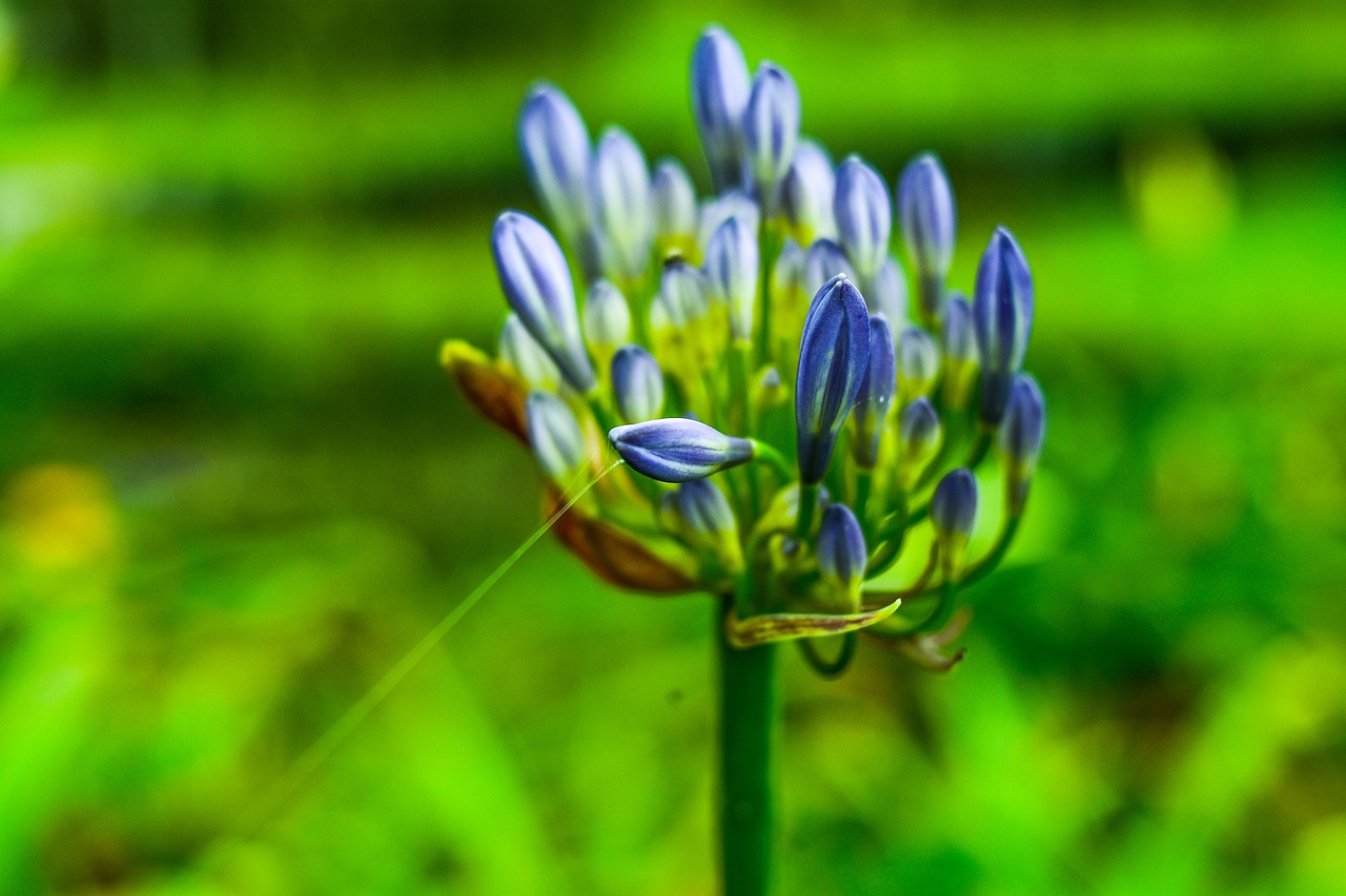 flower  garden  flowers free photo