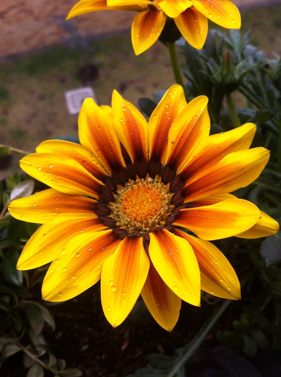 flower  sunflower  petals free photo