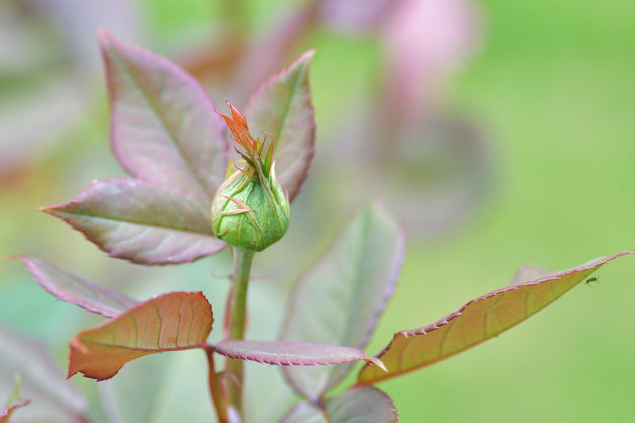 flower  button  plant free photo