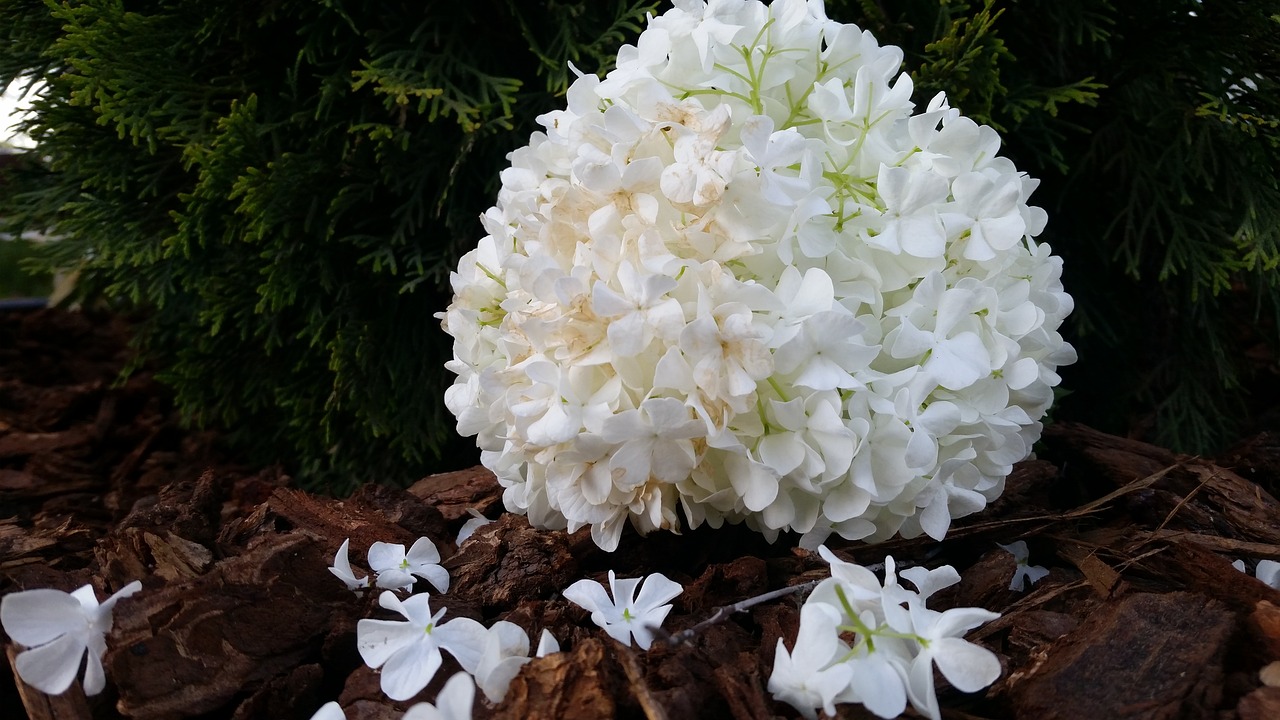 flower  white  bark free photo