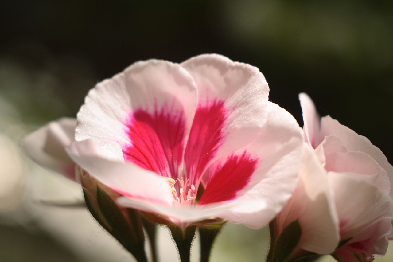 flower  white  red free photo