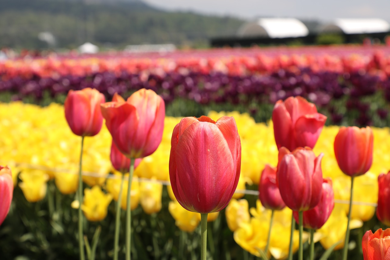 flower  beautiful  flowers and plants free photo