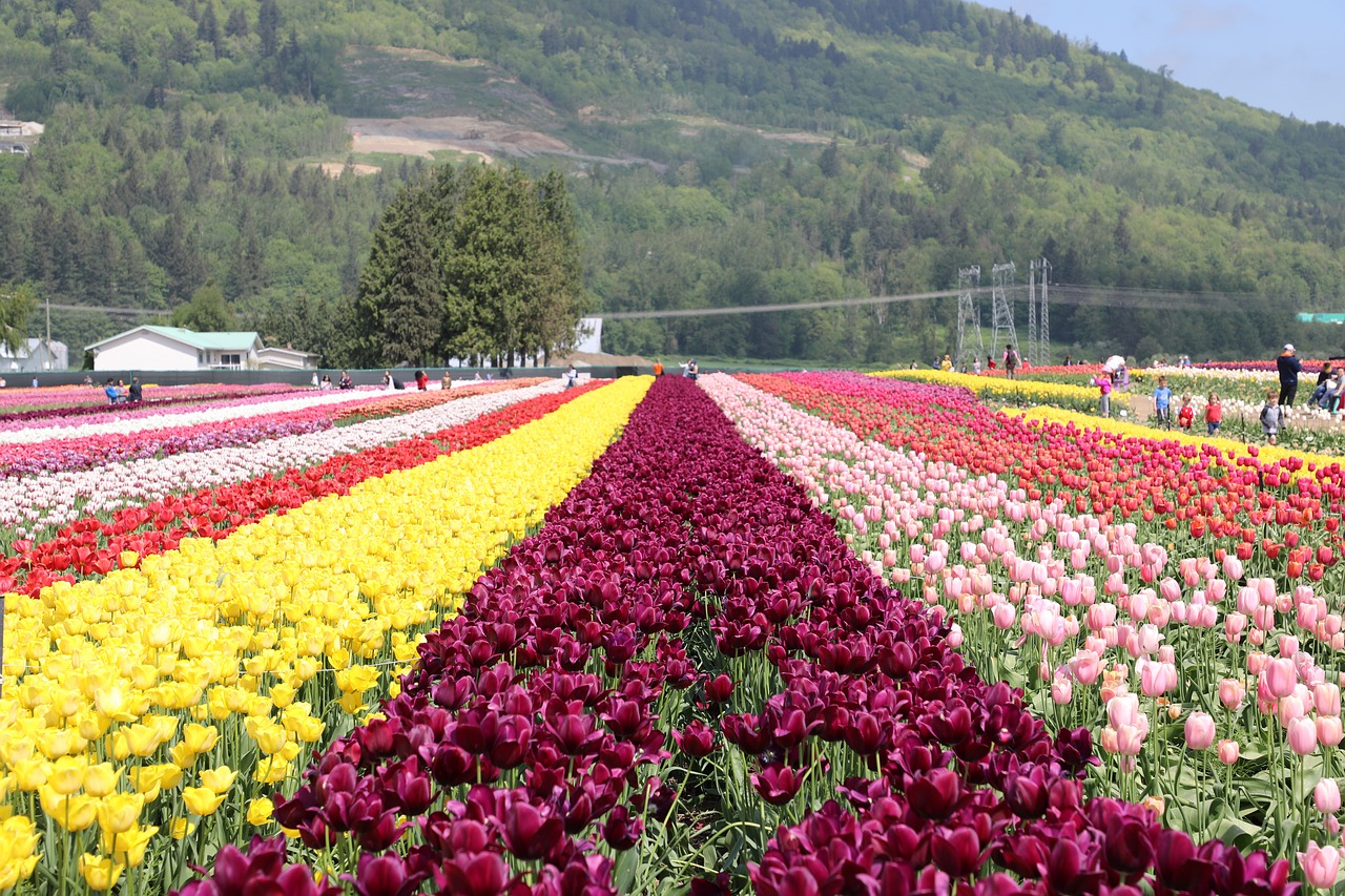 flower  beautiful  flowers and plants free photo