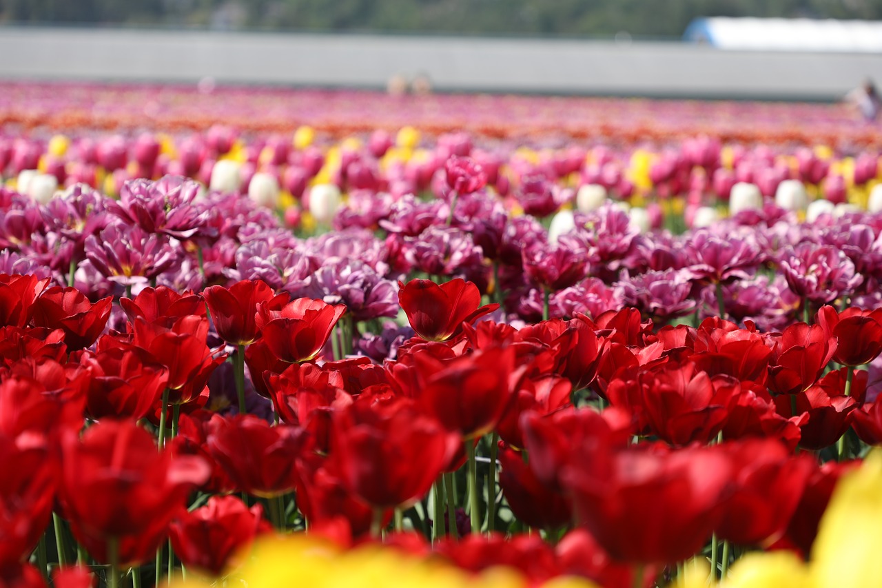 flower  beautiful  flowers and plants free photo