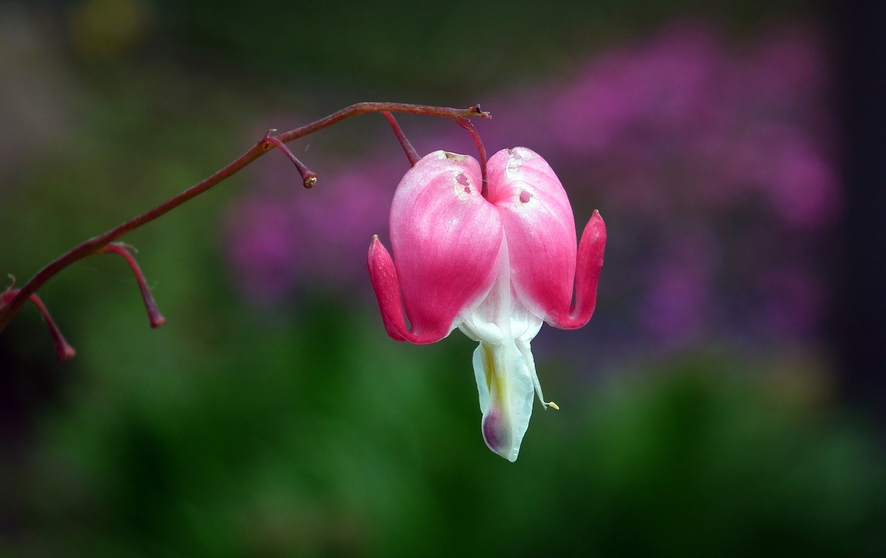 flower  heart  garden free photo