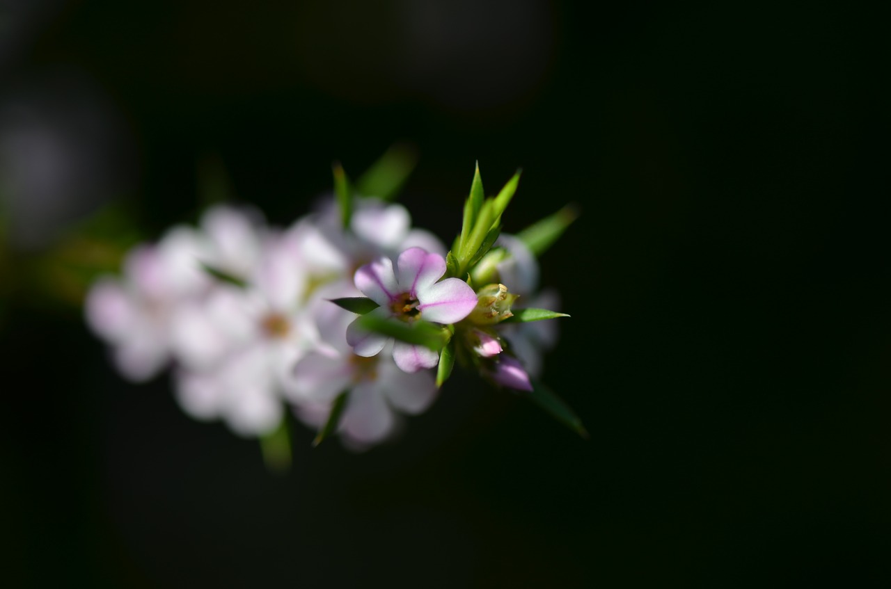 flower  bloom  blossom free photo