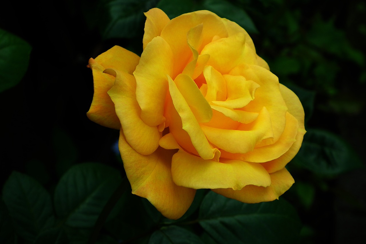 flower  rose  yellow free photo