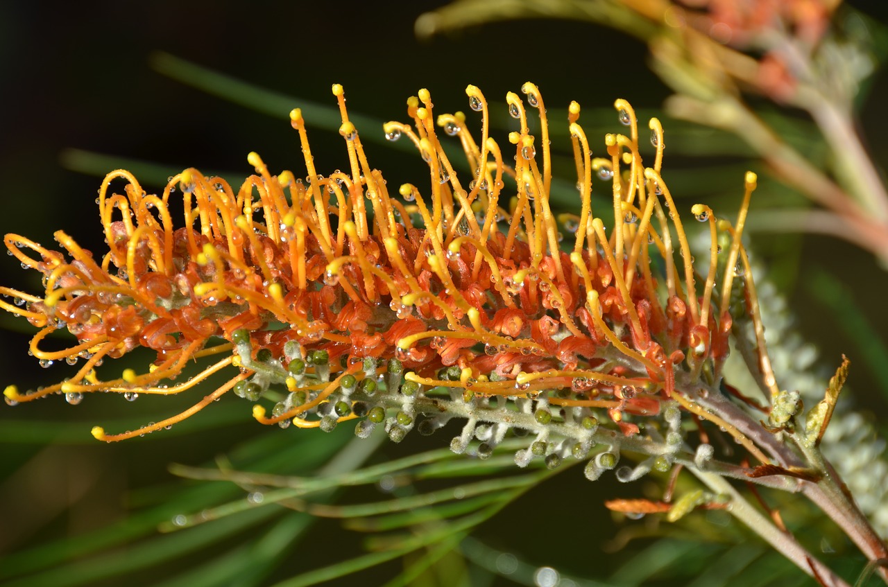 flower  bloom  spring free photo