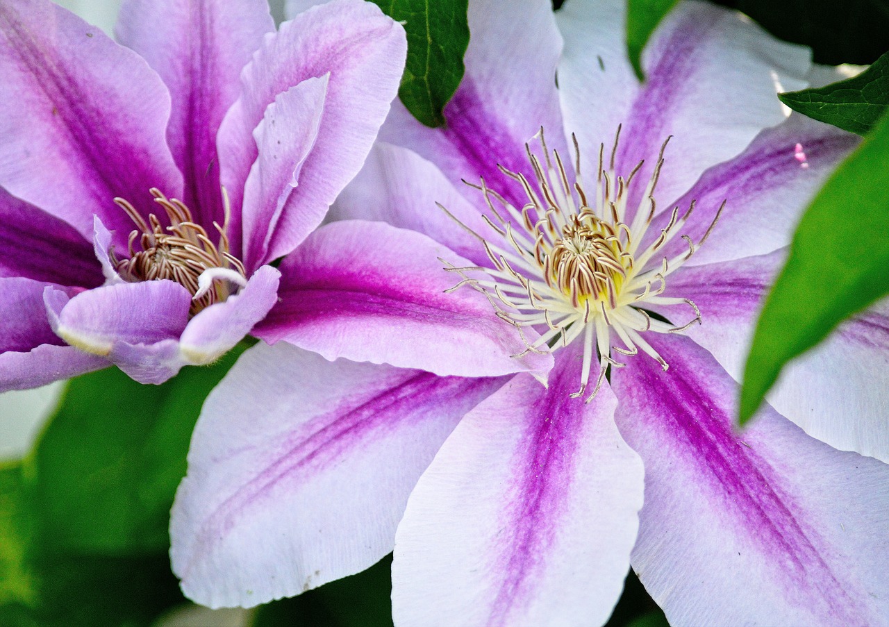 flower  clematis  garden free photo