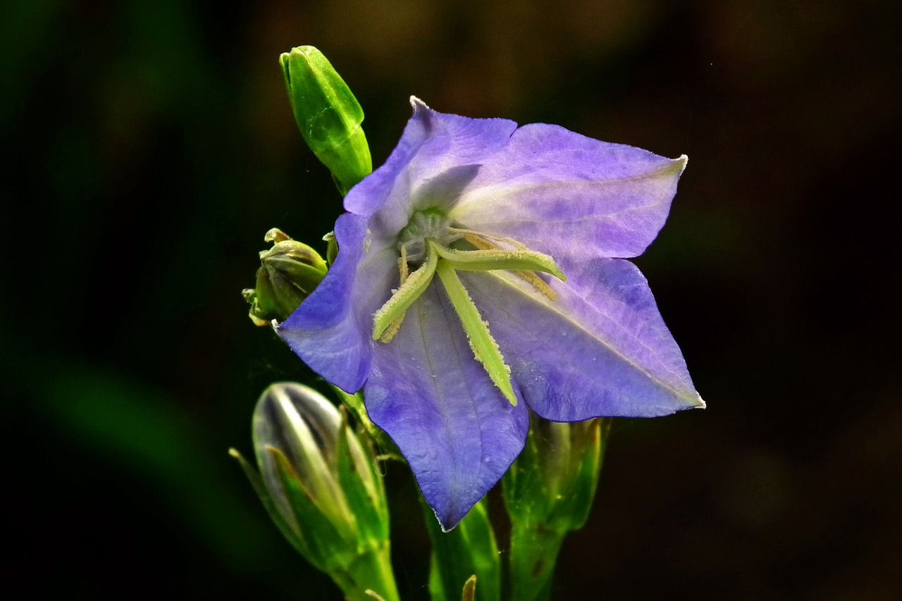 flower  rozwar  blue free photo