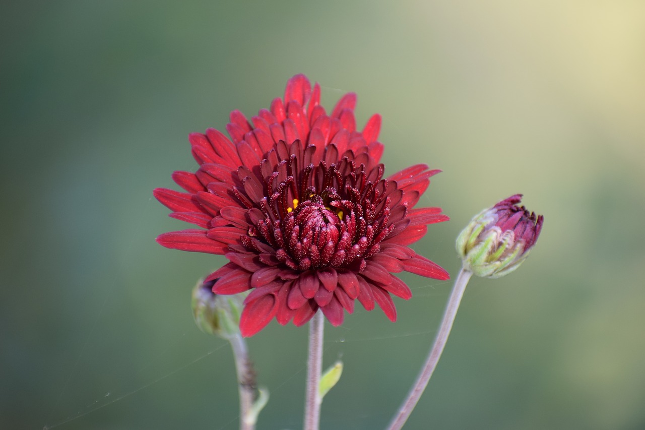 flower  nature  spring free photo