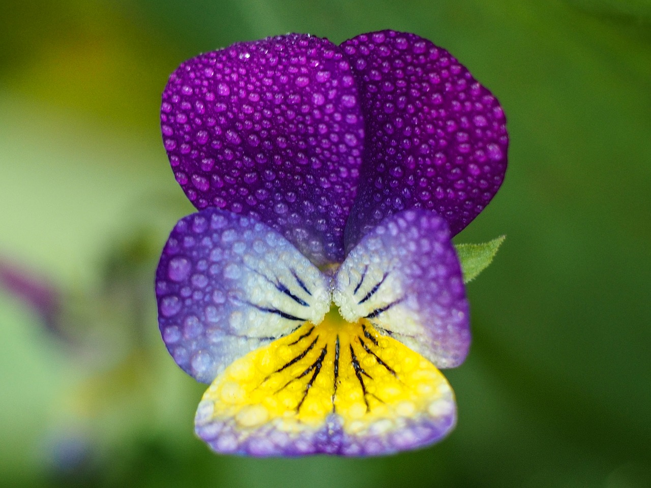 flower  rain drops free pictures free photo