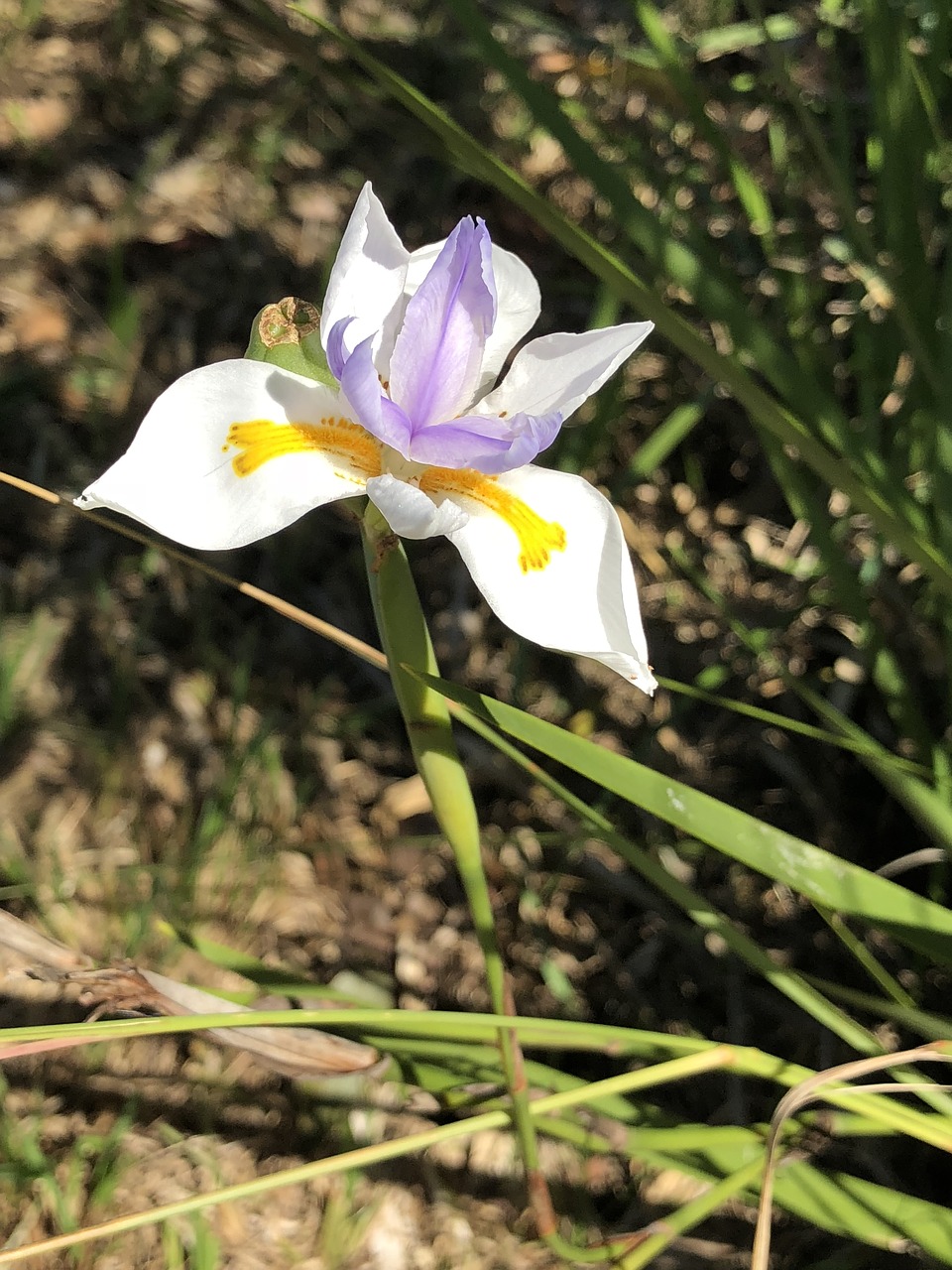 flower  spring  pretty free photo