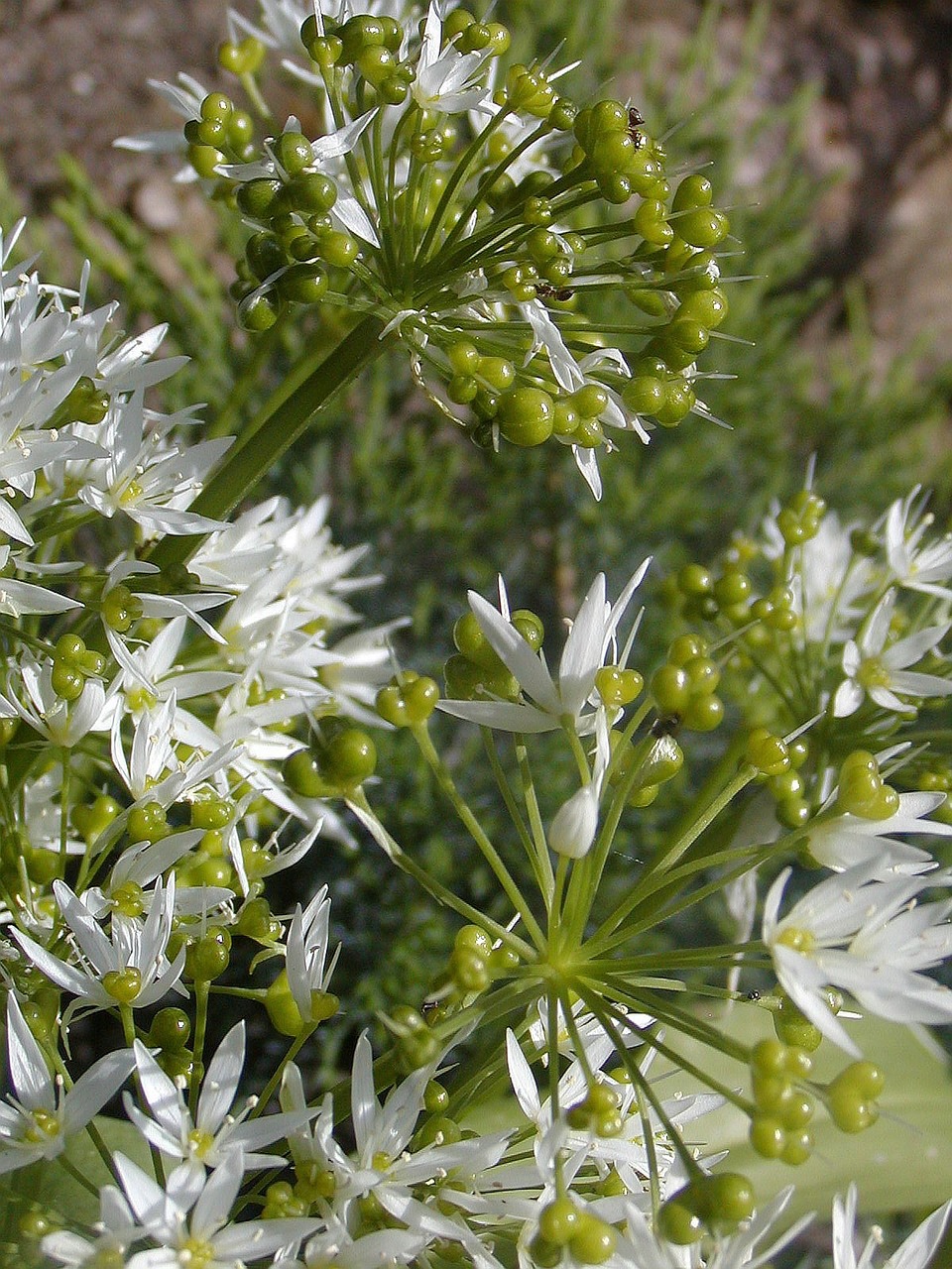 flower spring plant free photo