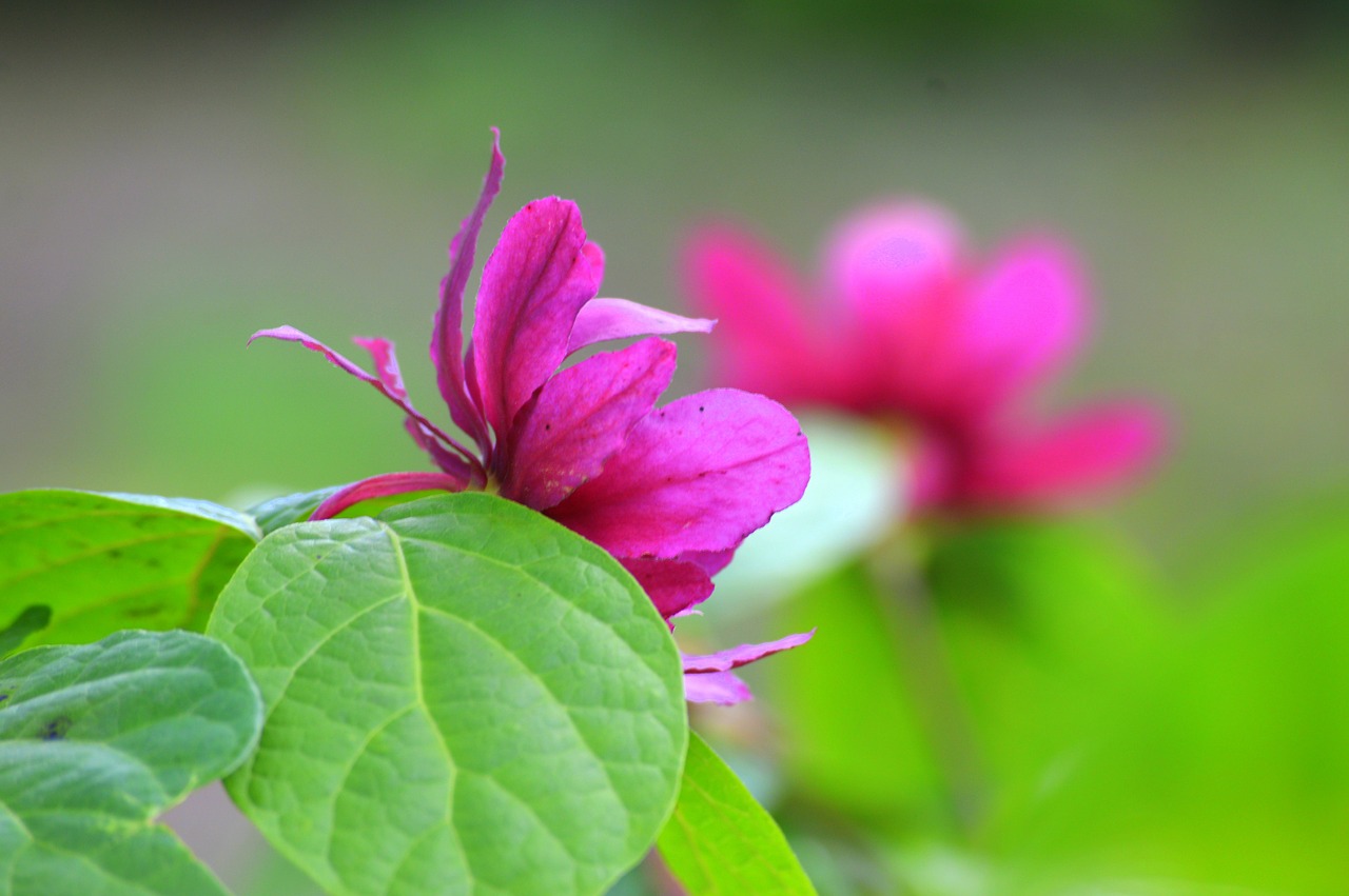 flower  pink  garden free photo