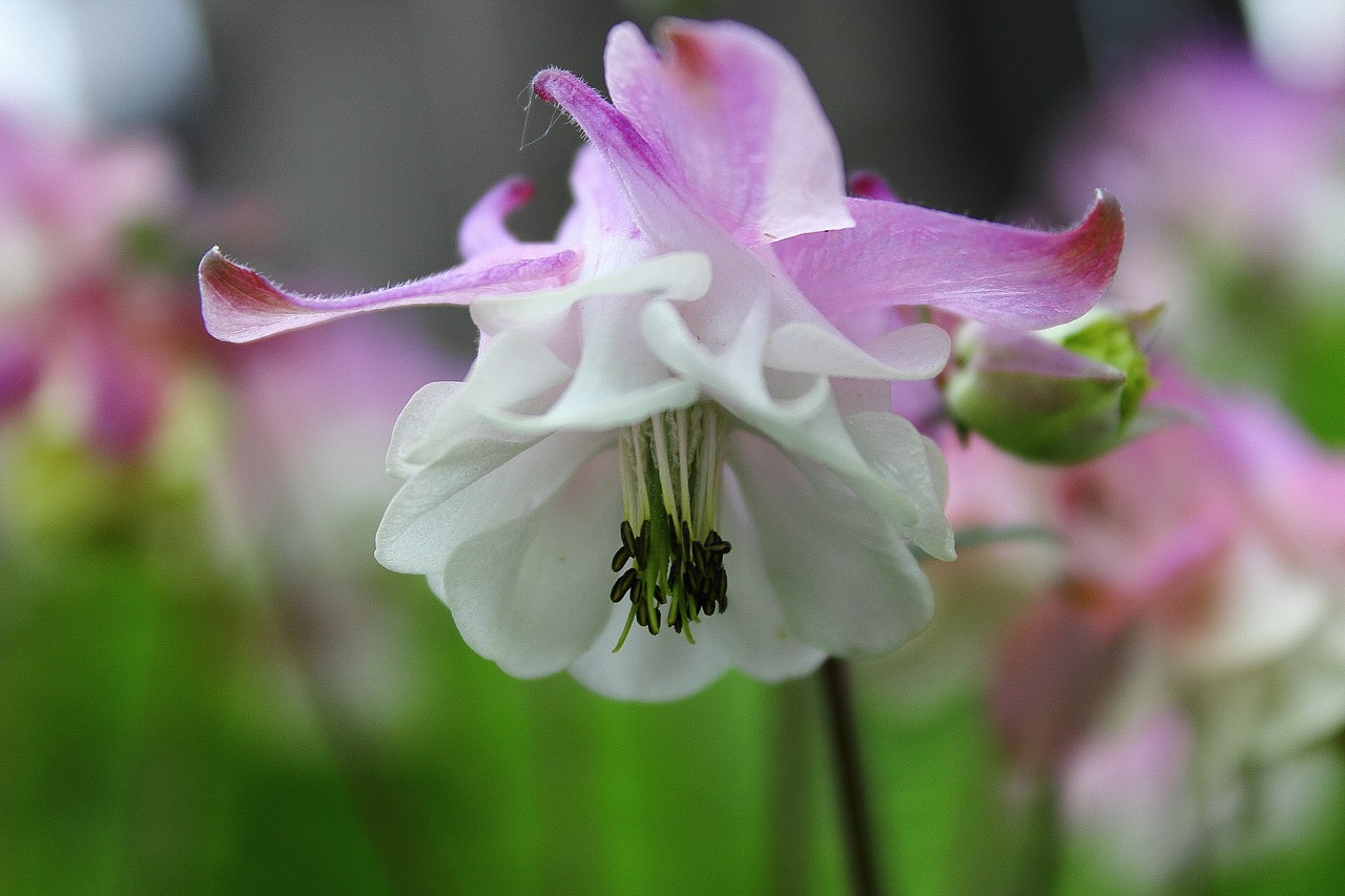 flower vulgaris aquilegia free photo