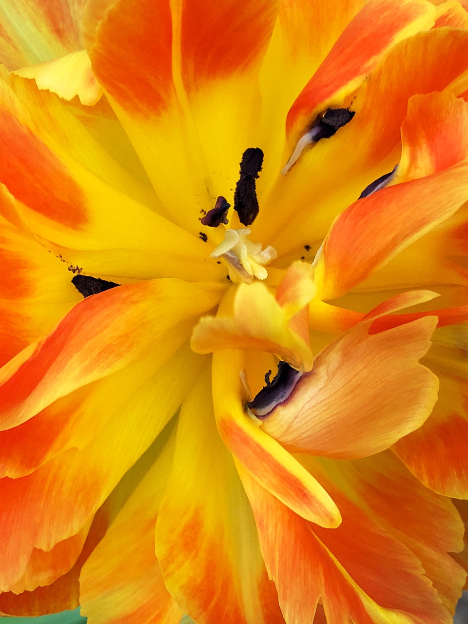 flower  tulip  yellow free photo