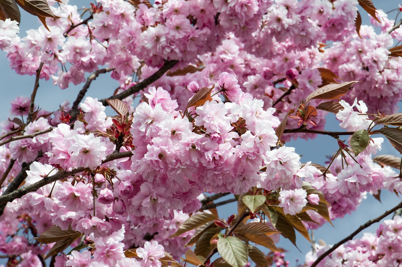 flower  tree blossom  cherry free photo