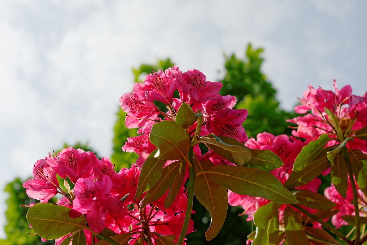 flower  plant  color free photo