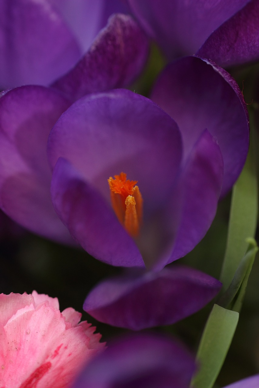 flower spring seedling free photo