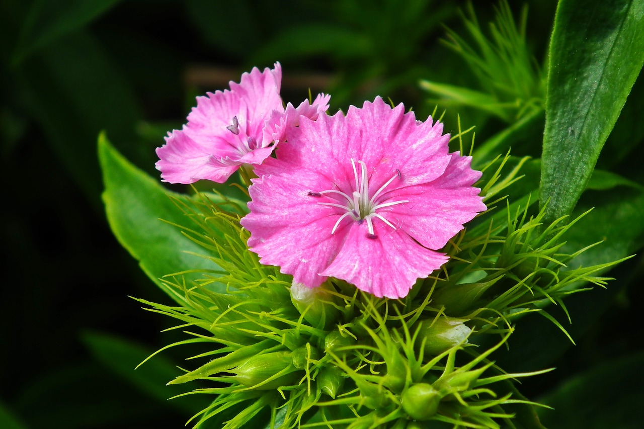 flower  carnation stone  nature free photo