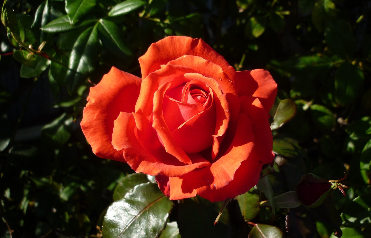 flower  rose  garden free photo