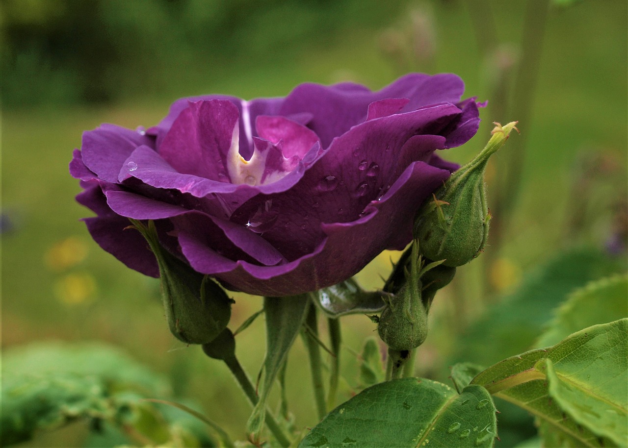 flower  bloom  rose free photo