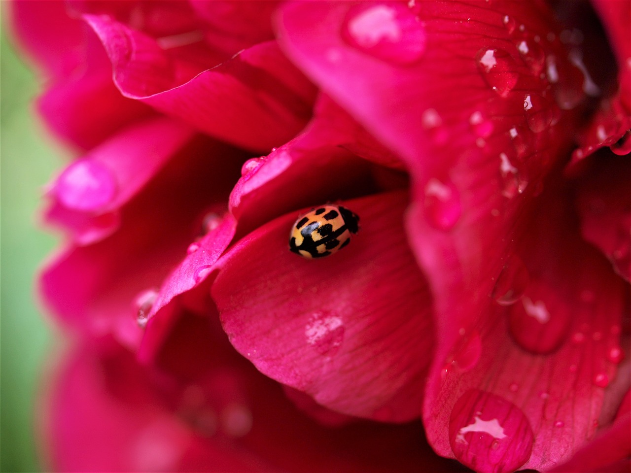 flower  bloom  insect free photo