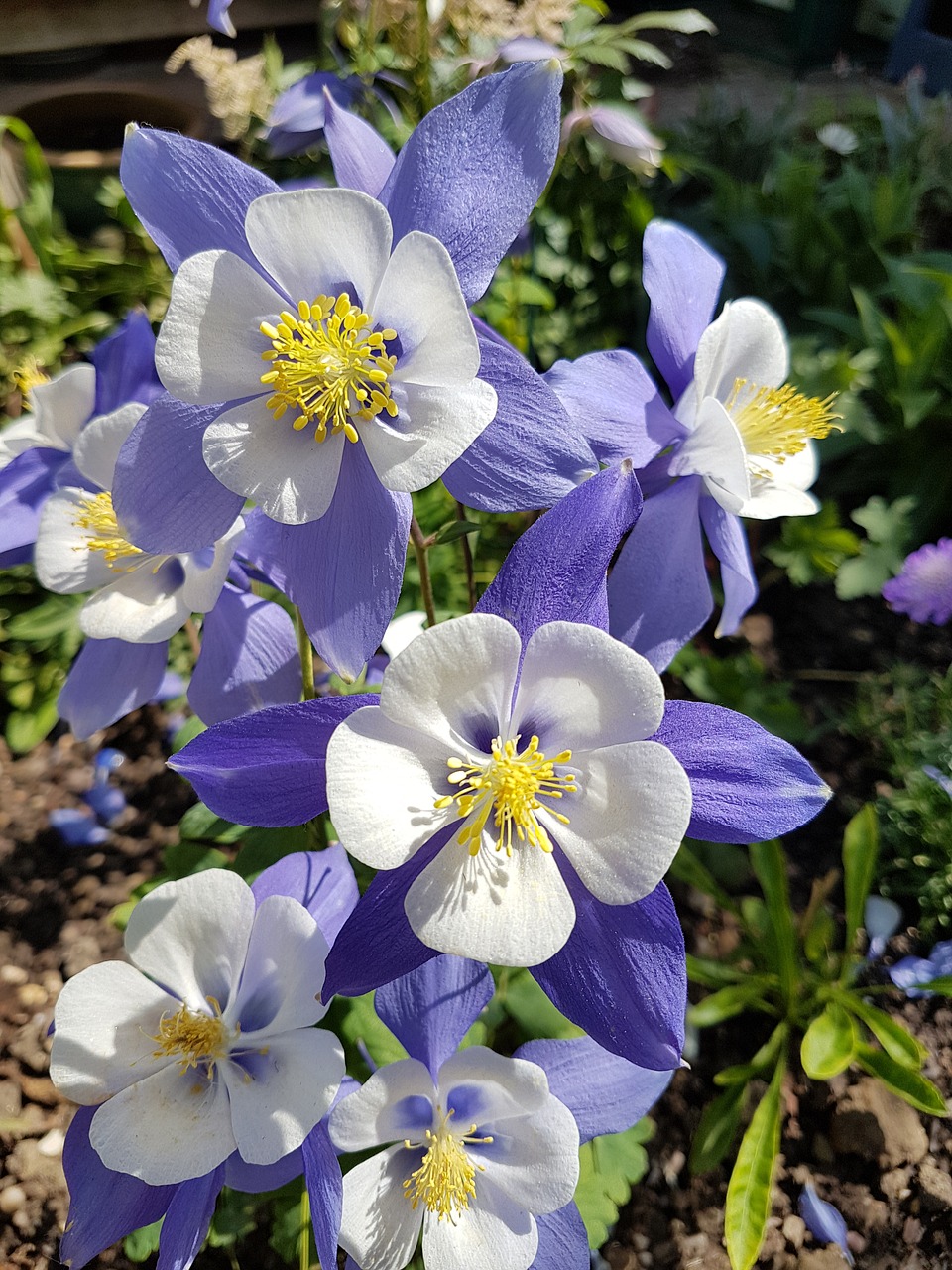 flower  aquilegia  summer free photo