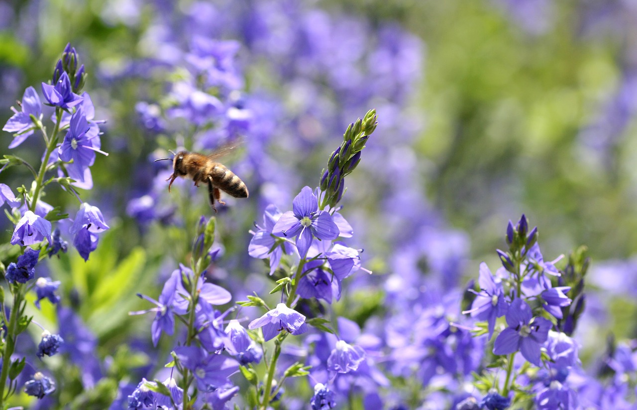 flower  garden  purple free photo