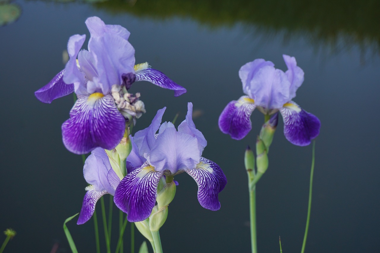 flower  pond  blossom free photo