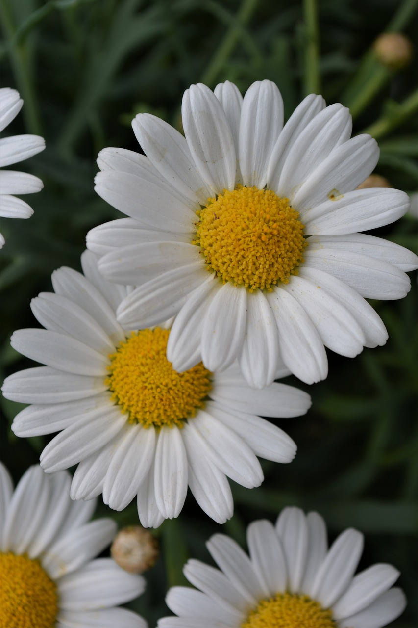 flower  white  yellow free photo