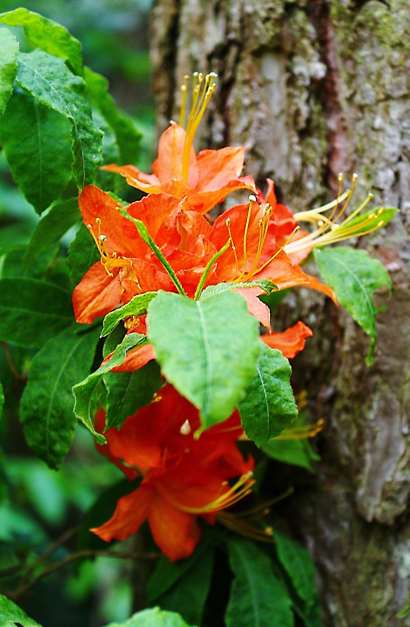 flower  spring  macro free photo