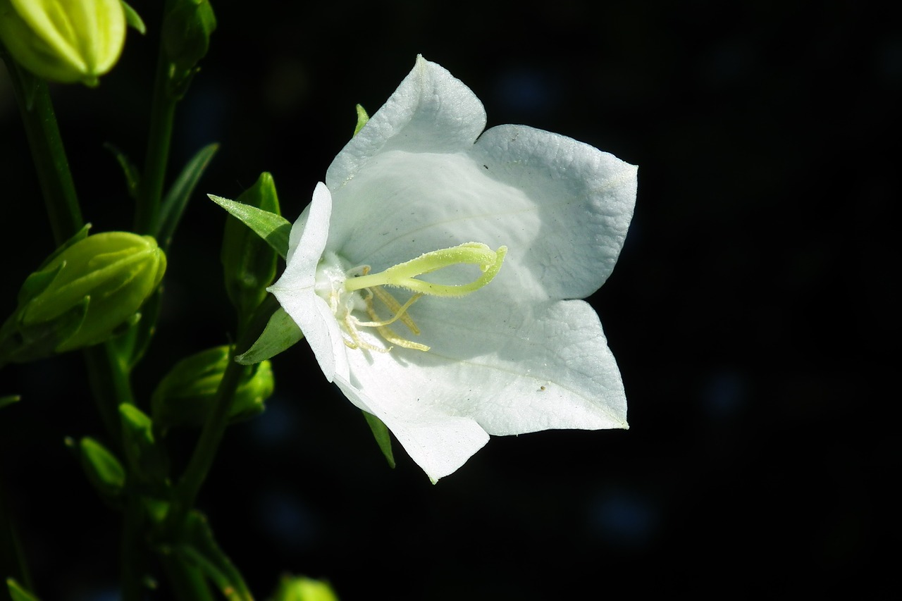 flower  rozwar  white free photo