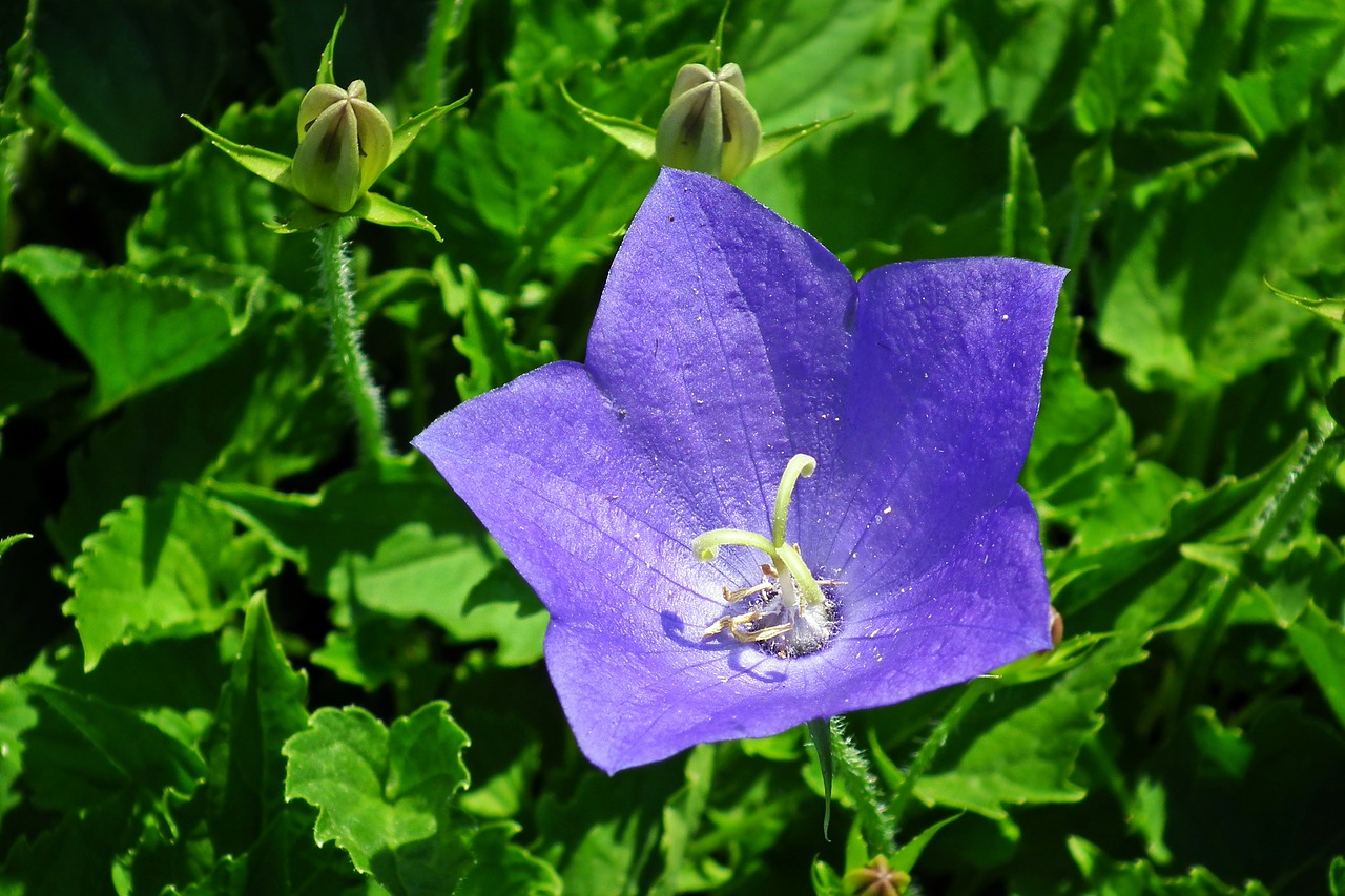 flower  rozwar  blue free photo