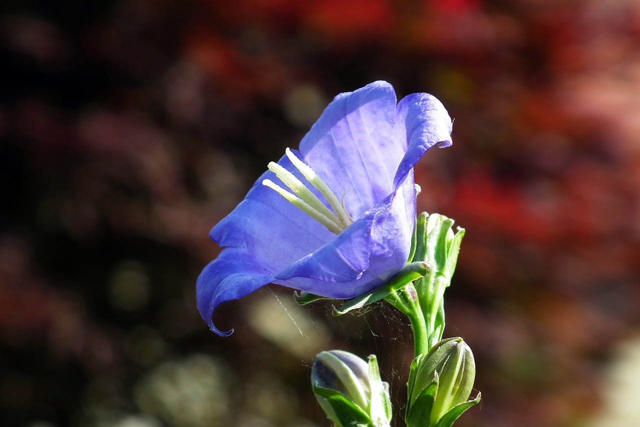 flower  rozwar  blue free photo