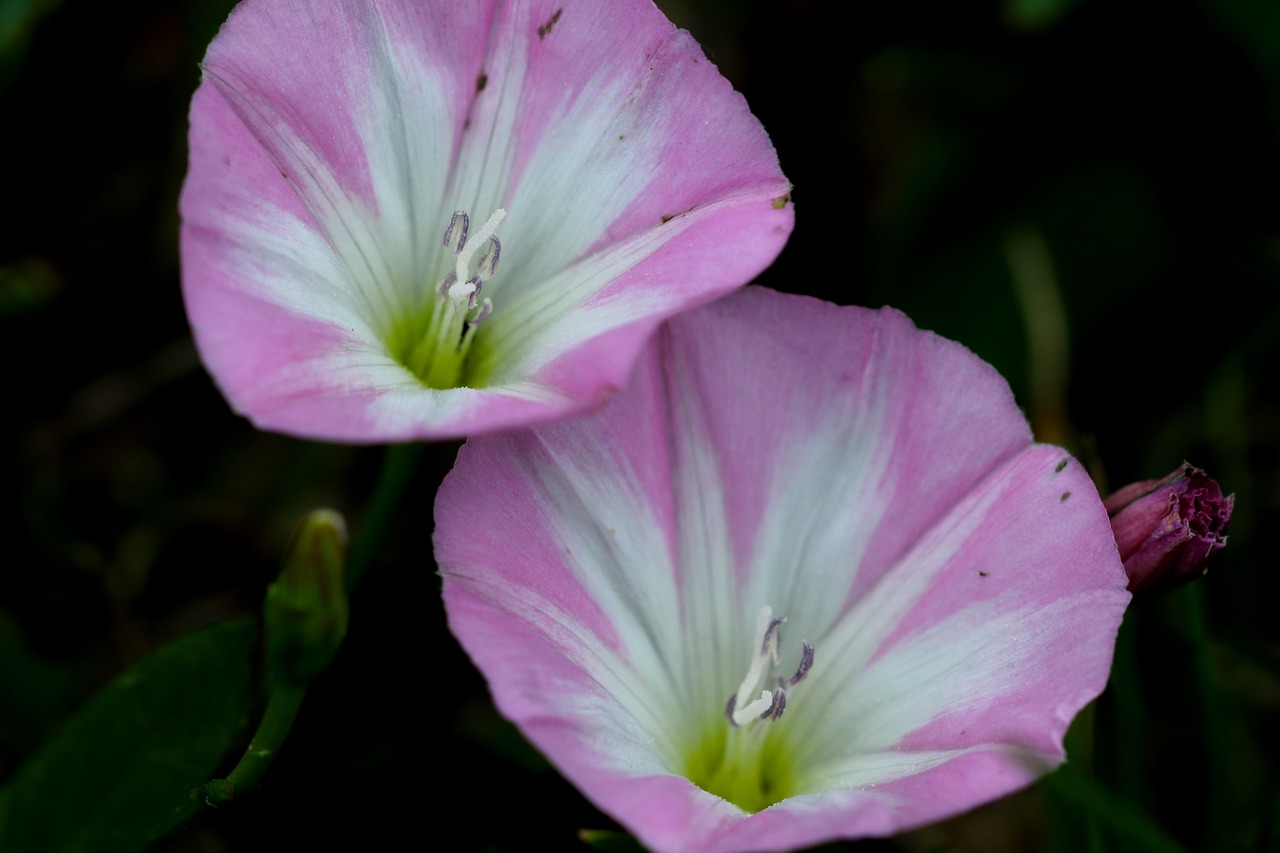 flower  macro  nature free photo