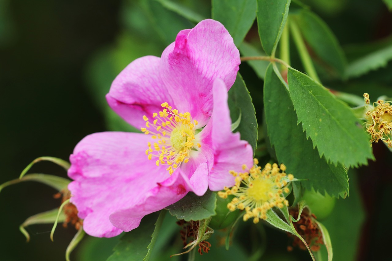 flower  macro  nature free photo