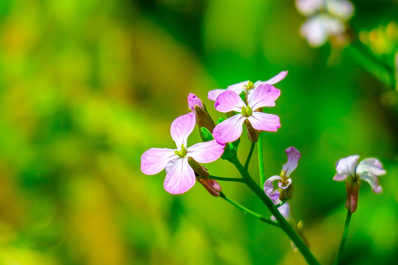 flower  wild flowers  plant free photo