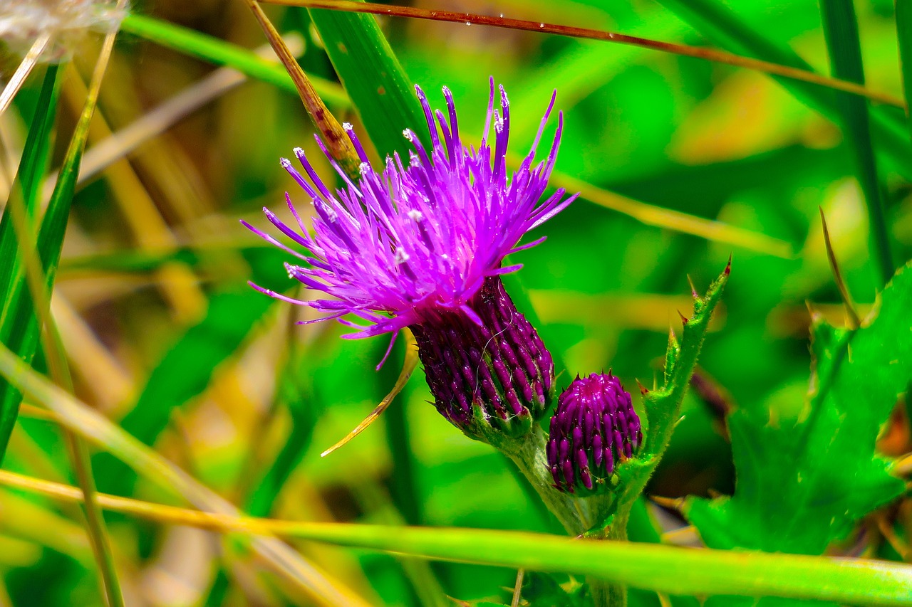 flower  wild flowers  plant free photo