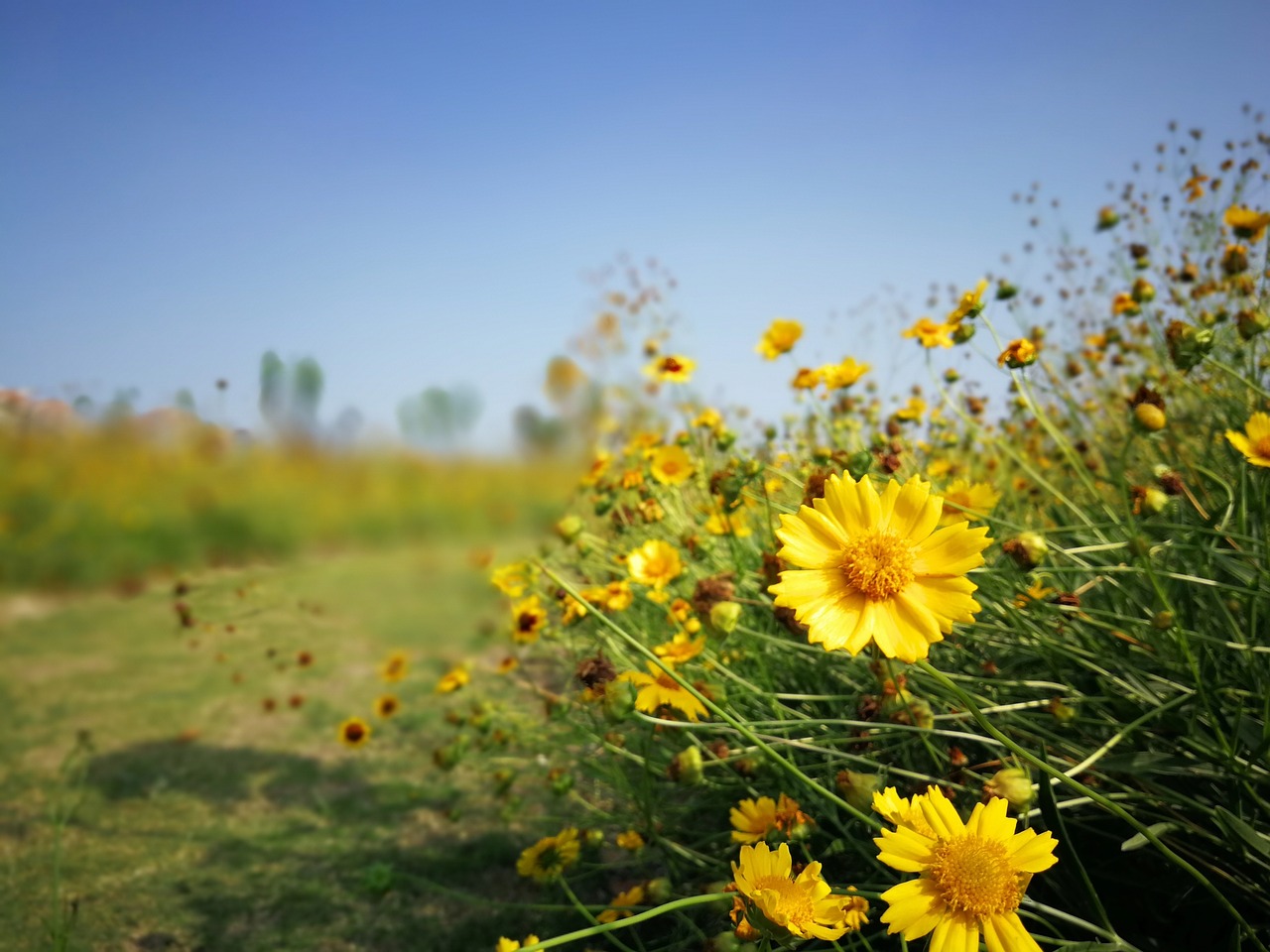 flower  lawn  blue sky free photo