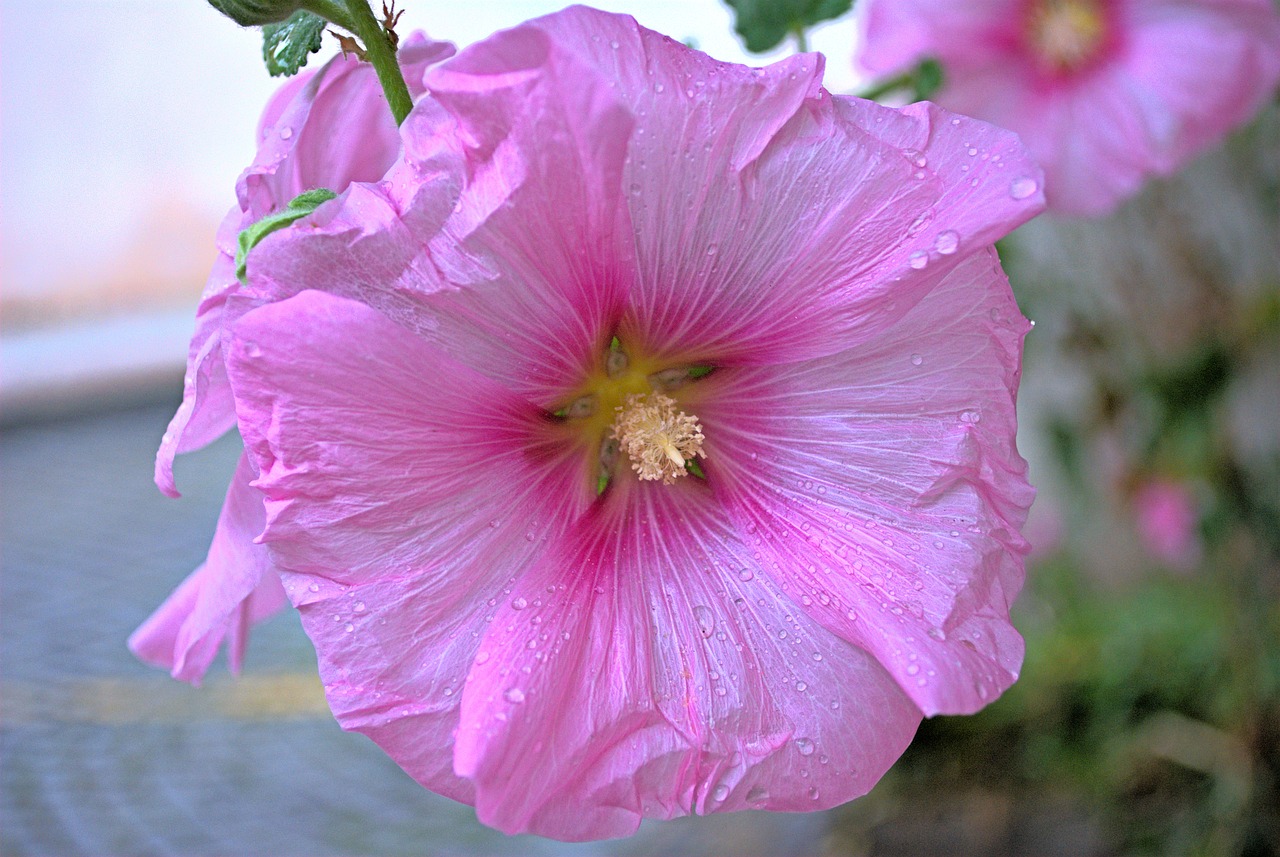 flower  pink  garden free photo