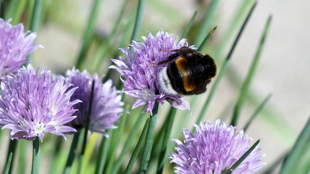 flower  purple  bee free photo