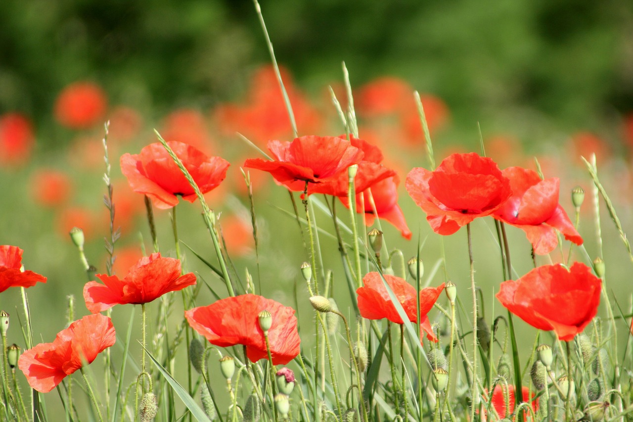 flower  poppy  red free photo