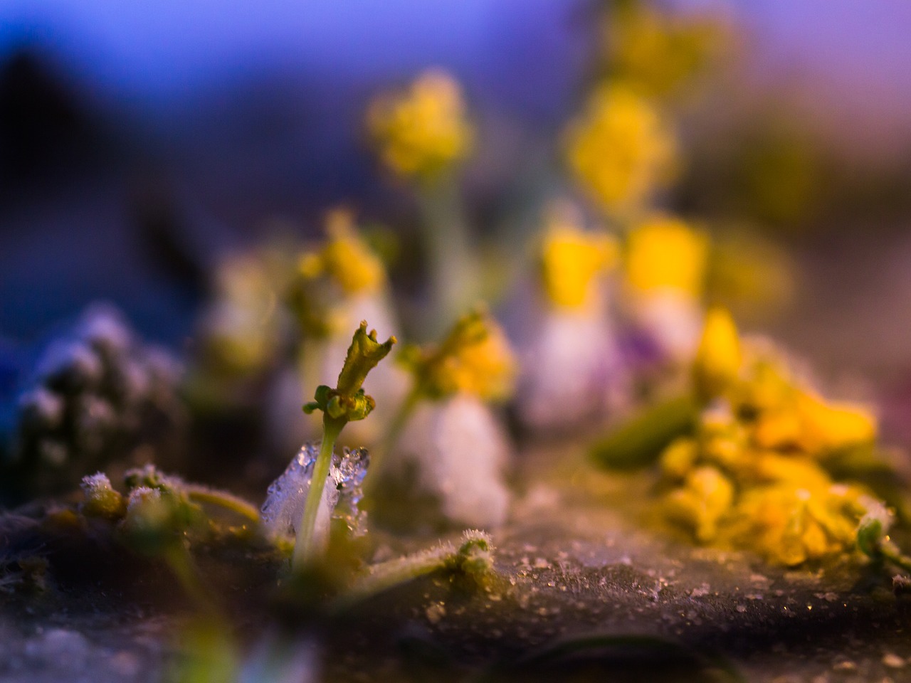 flower  frost  blossom free photo