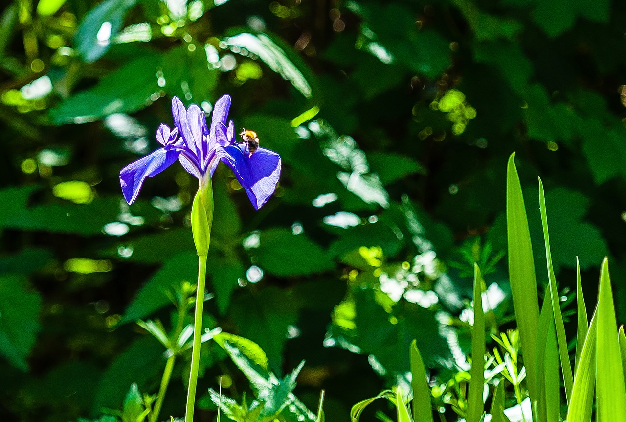 flower  nature  bee free photo