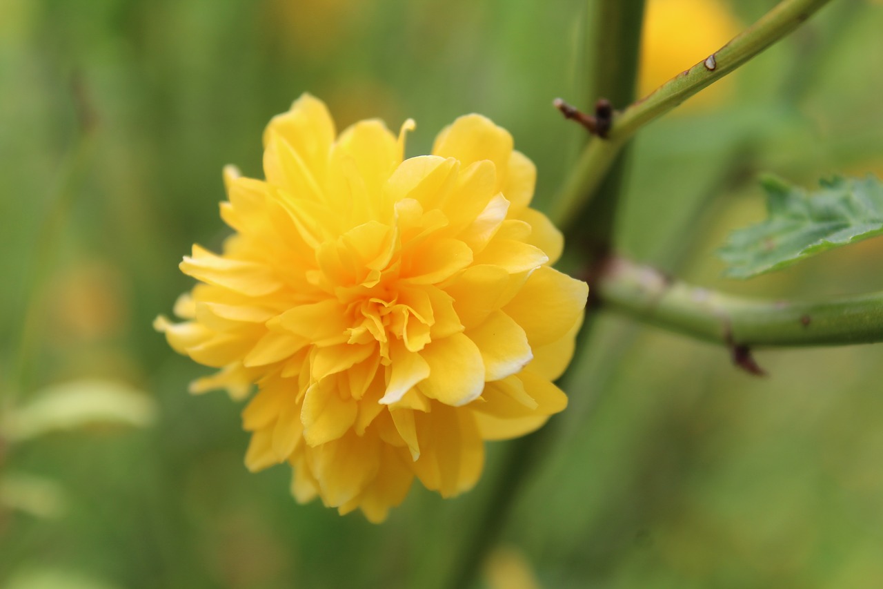 flower  nature  blossom free photo