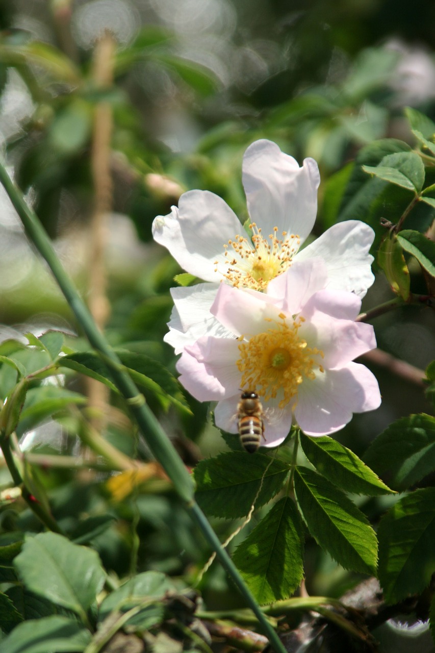 flower  wild rose  nature free photo